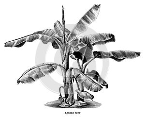 Banana tree vintage hand draw engraving clip art isolated on white background