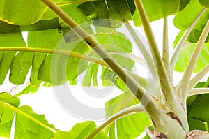 Banana tree on white background