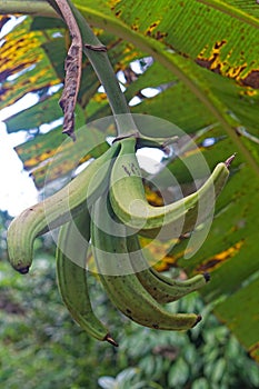 Banana tree Zanzibar