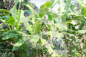 Banana trees in banana tropical local suburb farm in south