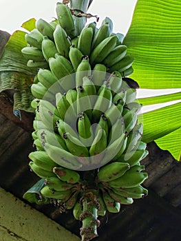 Banana trees bearing abundant fruit photo