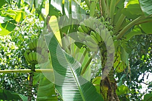 Banana Trees with Bunch of Bananas