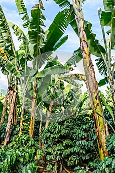 Banana trees & coffee bushes, Guatemala, Central America