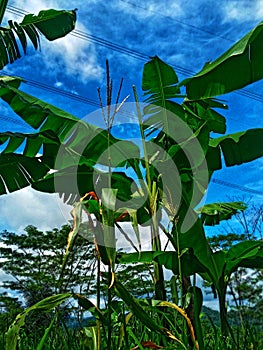 banana trees and corn trees on huma rice