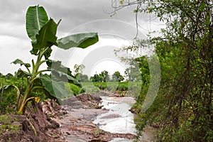 Banana trees erode