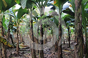 Banana trees