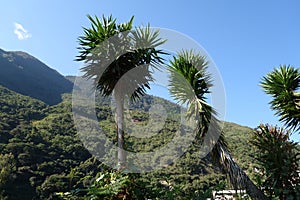 banana trees in forest in peru