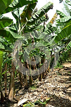The banana trees forming pland