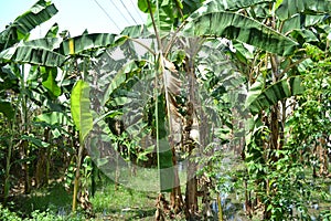 The banana trees forming pland