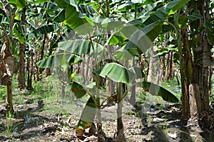 The banana trees forming pland