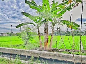 Banana trees with green fields rice field countryside with clouds and sky view