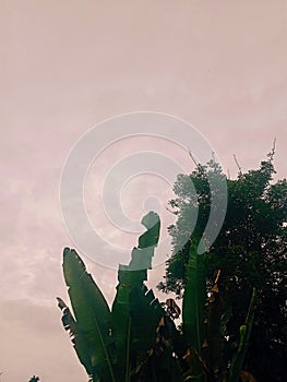 Banana trees and Moringa trees thrive against the background of cloudy morning sky?