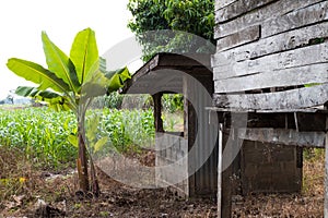 Banana trees near the cottage decay.