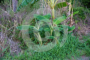 Banana Trees