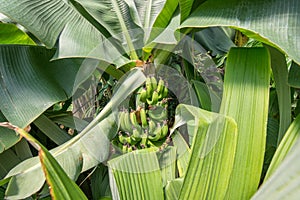 Banana trees