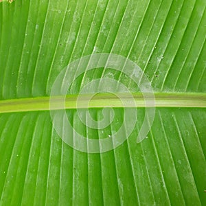 Banana trees are tropical and originate in rainforests, photo