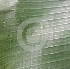 Banana trees are tropical and originate in rainforests, photo