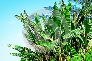 Mexican Banana Trees