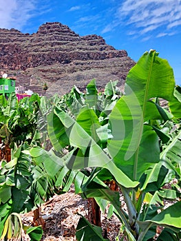 Banana trees under the rocky mountains and blue sky. Banana plantation on volcanic island. Rock formations and extreme nature.