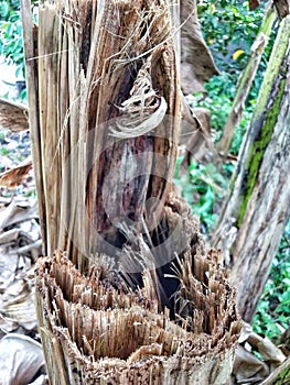 banana trees undergo a rotting process