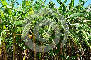 Banana trees in Vinales valley, Cuba