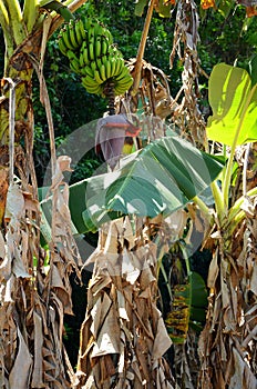 Banana trees in Vinales valley, Cuba