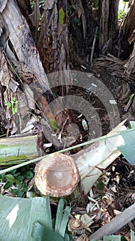 Banana trees were cut down at the bottom and the water was taken as a medicine to nourish the hair of