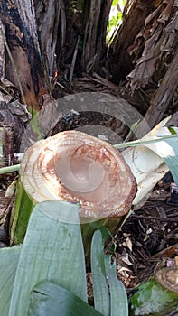 Banana trees were cut down at the bottom and the water was taken as a medicine to nourish the hair of