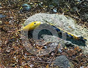 Banana Yellow Slug in Garden