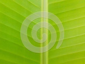 BananaLeaf Green Leaves Tree Nature