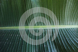 Bananaleaves  nature pattern tree background