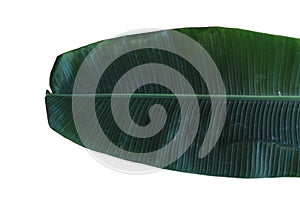 Bananaleaves nature pattern tree background