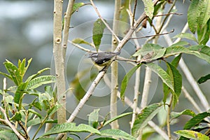 Bananaquit