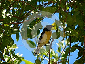Bananaquit photo