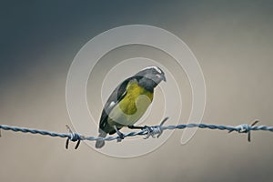 A bananaquit on a barb wire