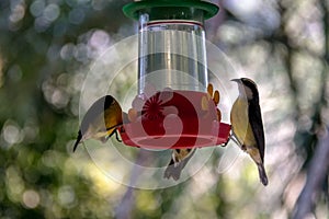 Bananaquit bird drinking from a flower drinker - Ilhabela, Sao Paulo, Brazil