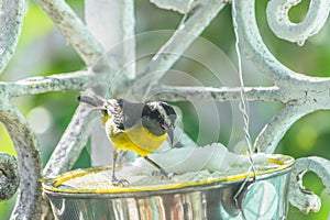 Bananaquit Coereba flaveola