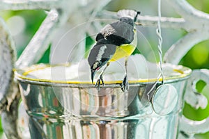 Bananaquit Coereba flaveola