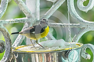 Bananaquit Coereba flaveola