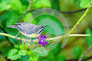 Bananaquit (Coereba flaveola) from above, taken in Costa Rica