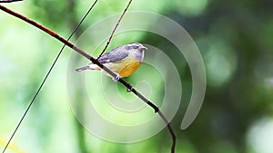 A Bananaquit (Coereba flaveola) in Costa Rica