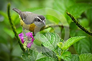 Bananaquit, Coereba flaveola, exotic tropic song bird sitting on the pink flower. Grey and yellow bird in the nature habitat.