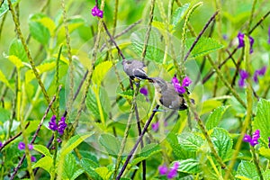 Bananaquit Coereba flaveola feeding its baby