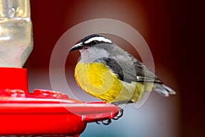 Bananaquit, Coereba flaveola, in a hummingbird feed