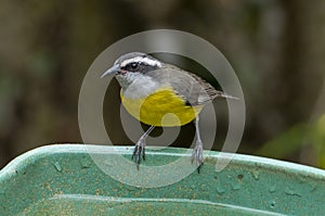 The bananaquit Coereba flaveola is a species of passerine bird in the tanager family Thraupidae.
