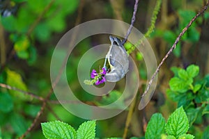 Bananaquit & x28;Coereba flaveola& x29;, taken in Costa Rica