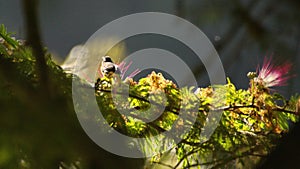 Bananaquit in a flowering tree