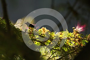 Bananaquit in a flowering tree