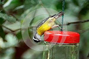 Bananaquit on a hummingbird feeder