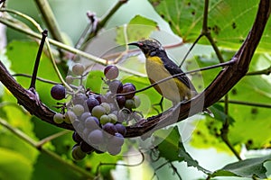 Bananaquit perched on grapevine. Bunch of grapes next to it.